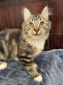 Domestic Short Hair Cats Available for Adoption in Salinas, California - Trudy | PetCurious