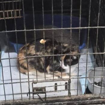 Pixie -  Domestic Short Hair Cat for Adoption in Durant, Oklahoma - Pixie | PetCurious
