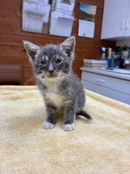 Sunshine -  Domestic Medium Hair Cat for Adoption in Disputanta, Virginia - Sunshine | PetCurious