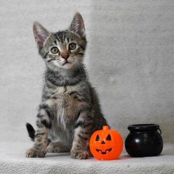 Norman -  Domestic Short Hair Cat for Adoption in Redwood City, California - Norman | PetCurious