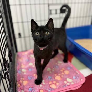 Jewel -  Domestic Short Hair Cat for Adoption in Long Beach, California - Jewel | PetCurious
