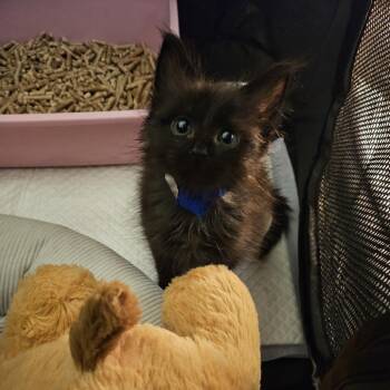 Nurse Dana -  Domestic Short Hair Cat for Adoption in Los Angeles, California - Nurse Dana | PetCurious