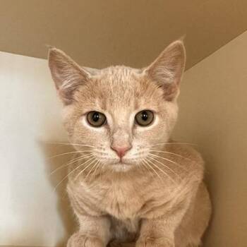 Pooh -  Domestic Short Hair Cat for Adoption in Cody, Wyoming - Pooh | PetCurious