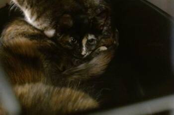Domestic Short Hair Cats Available for Adoption in Oklahoma City, Oklahoma - A475149 | PetCurious