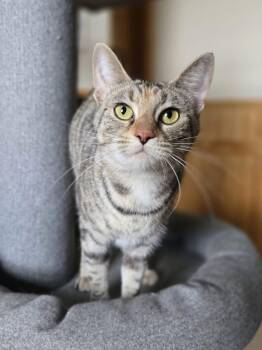 Croissant -  Domestic Short Hair Cat for Adoption in Andover, Connecticut - Croissant | PetCurious