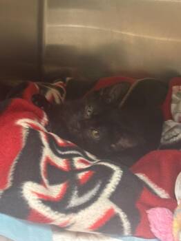 Domestic Short Hair Cats Available for Adoption in Johnson City, Tennessee - Mellow (E. Holston) | PetCurious