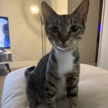 Millie -  Domestic Short Hair Cat for Adoption in NEW PT RICHEY, Florida - Millie | PetCurious