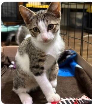 Jinu -  Tabby Cat for Adoption in San Antonio, Texas - Jinu | PetCurious