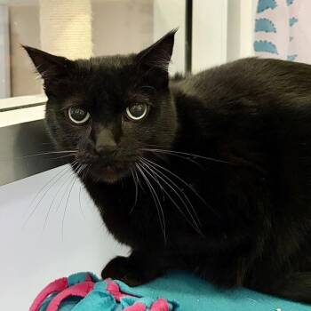 Domestic Short Hair Cats Available for Adoption in Walnut Creek, California - Iroh | PetCurious