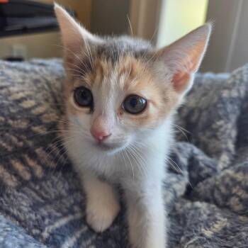 Chimichanga -  Domestic Short Hair Cat Available for Adoption in Brea, California - Chimichanga | PetCurious