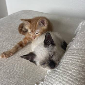 Miley -  Siamese Cat for Adoption in Tustin, California - Miley | PetCurious