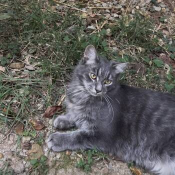 Domestic Medium Hair and Maine Coon Cats Available for Adoption - Darwin | PetCurious