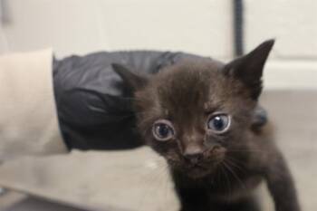 SCOUT -  Domestic Short Hair Cat for Adoption in Columbia, South Carolina - SCOUT | PetCurious