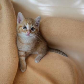 TIGGER -  Domestic Short Hair Cat Available for Adoption - TIGGER | PetCurious