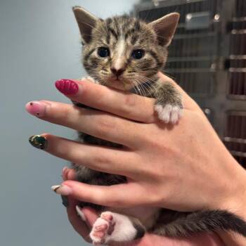 Sugar Plum -  Domestic Short Hair Cat for Adoption in Chattanooga, Tennessee - Sugar Plum | PetCurious