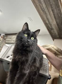 Rescue Domestic Long Hair Cats for Adoption in Tipp City, Ohio - Obsidian | PetCurious