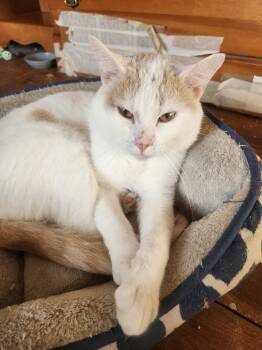 Rescue Domestic Short Hair Cats for Adoption in Beckley, West Virginia - Meep | PetCurious