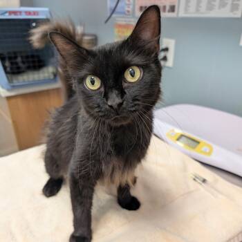 Rescue Domestic Long Hair Cats for Adoption in Kennett Square, Pennsylvania - Elphaba | PetCurious