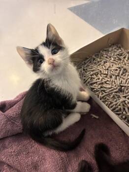 MILES -  Domestic Short Hair Cat for Adoption in San Jose, California - MILES | PetCurious