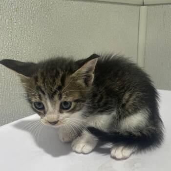 Mel -  Domestic Short Hair Cat for Adoption in Tampa, Florida - Mel | PetCurious