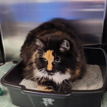 Brie -  Domestic Long Hair Cat for Adoption in Walker, Michigan - Brie | PetCurious
