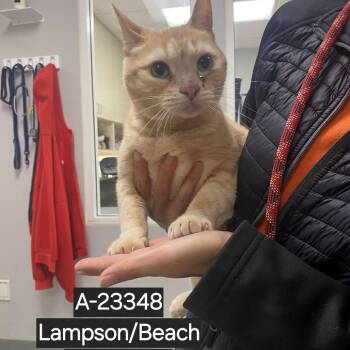 Tickles -  Domestic Short Hair Cat for Adoption in Westminster, California - Tickles | PetCurious