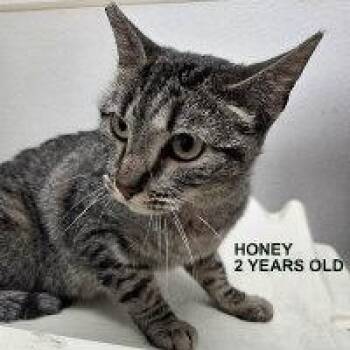 Tabby Cats Available for Adoption - HONEY | PetCurious