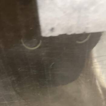 Batman -  Domestic Short Hair Cat for Adoption in Philadelphia, Pennsylvania - Batman | PetCurious