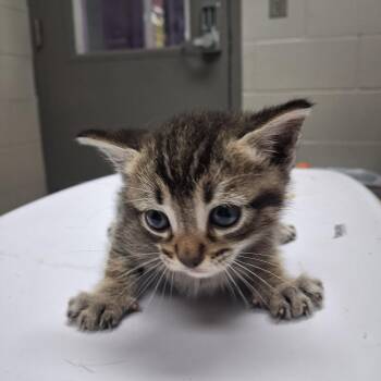 American Shorthair Cats Available for Adoption in Lufkin, Texas - Thackery | PetCurious