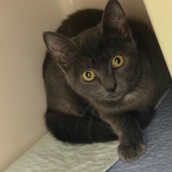 Dolly -  Domestic Short Hair Cat for Adoption in Watertown, New York - Dolly | PetCurious
