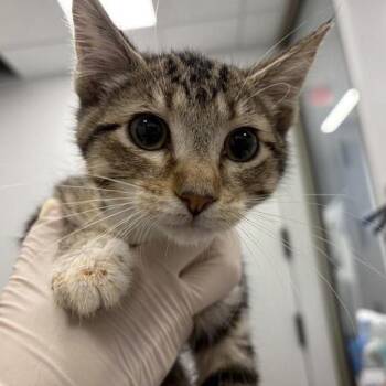 Strudel -  Domestic Short Hair Cat for Adoption in Bentonville, Arkansas - Strudel | PetCurious
