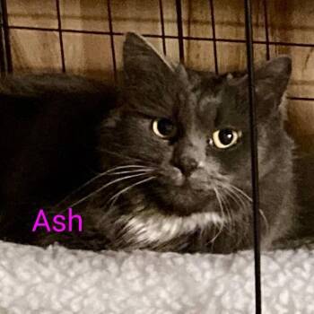 Domestic Medium Hair Cats Available for Adoption in Grand Rapids, Minnesota - Ash | PetCurious