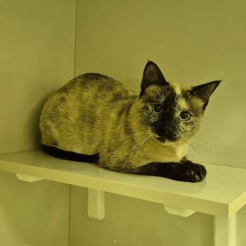 Rescue Siamese Cats for Adoption in Drumheller, Alberta - Athena | PetCurious