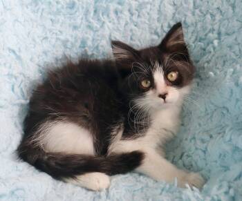 Ferrari -  Maine Coon and Tuxedo Cat for Adoption in St. Augustine, Florida - Ferrari | PetCurious