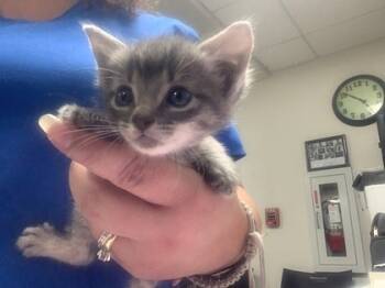 Rescue Domestic Short Hair Cats for Adoption in Fort Worth, Texas - 59532535 | PetCurious