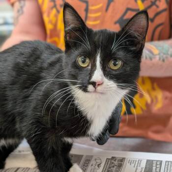 Domestic Short Hair Cats Available for Adoption - Phyllis | PetCurious