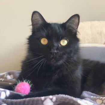 Kiki -  Domestic Medium Hair Cat Available for Adoption in Temecula, California - Kiki | PetCurious