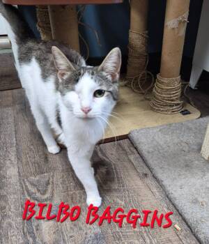 Bilbo Baggins -  Domestic Short Hair Cat for Adoption in Rome, Georgia - Bilbo Baggins | PetCurious