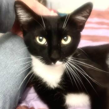 Domestic Short Hair Cats Available for Adoption in Camarillo, California - ESME | PetCurious