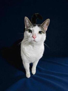 Rescue Domestic Short Hair Cats for Adoption in Mississauga, Ontario - Bruce | PetCurious