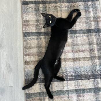 Domestic Short Hair Cats Available for Adoption in Houston, Texas - Nevermore | PetCurious