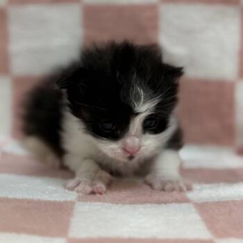Domestic Short Hair Cats Available for Adoption in Lynchburg, Virginia - Jayme | PetCurious