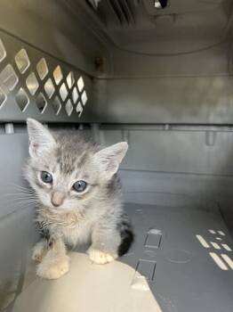 RAJA -  Domestic Short Hair Cat for Adoption in Dallas, Texas - RAJA | PetCurious