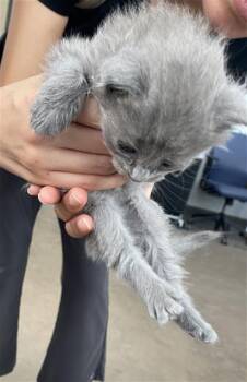 IZZIE -  Domestic Short Hair Cat for Adoption in Dallas, Texas - IZZIE | PetCurious