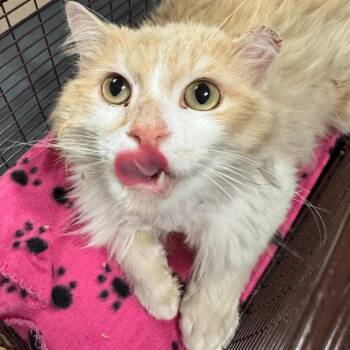 Francois -  Domestic Long Hair Cat for Adoption in Chicago, Illinois - Francois | PetCurious
