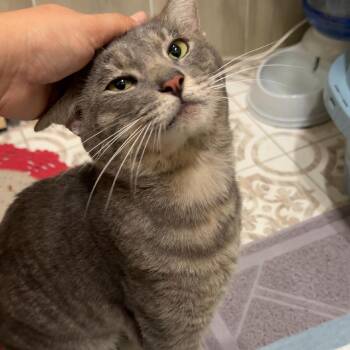 Ozzy -  Domestic Short Hair Cat for Adoption in West Palm Beach, Florida - Ozzy | PetCurious