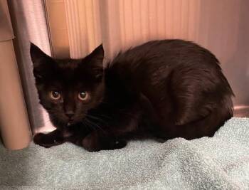 Rescue Domestic Short Hair Cats for Adoption in Houghton Lake, Michigan - Ron | PetCurious