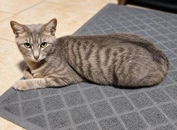 Mama Pippin -  Domestic Short Hair Cat for Adoption in Deltona, Florida - Mama Pippin | PetCurious