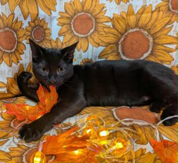 Rescue Domestic Short Hair Cats for Adoption in Ocean Springs, Mississippi - Espinoza | PetCurious