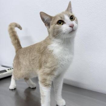 Regina -  Domestic Short Hair Cat for Adoption in New York, New York - Regina | PetCurious